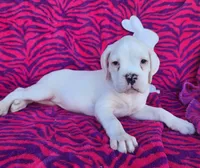 Cloud, a female Boxer for sale in Spencerville, IN – Photo 1 of 5