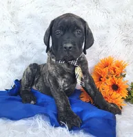 Kyle, a male English Mastiff for sale in Spencerville, IN – Photo 1 of 4