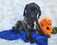 Kyle, a male English Mastiff for sale in Spencerville, IN – Photo 3 of 4