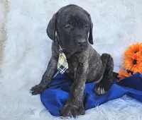 Kyle, a male English Mastiff for sale in Spencerville, IN – Photo 4 of 4