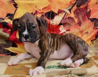 Mandy, a female Boxer for sale in Spencerville, IN – Photo 1 of 3