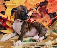 Mandy, a female Boxer for sale in Spencerville, IN – Photo 2 of 3