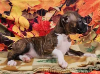 Mandy, a female Boxer for sale in Spencerville, IN – Photo 3 of 3