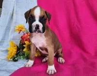 Morgan, a female Boxer for sale in Spencerville, IN – Photo 4 of 4