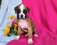 Morgan, a female Boxer for sale in Spencerville, IN – Photo 2 of 4