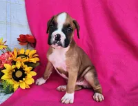 Morgan, a female Boxer for sale in Spencerville, IN – Photo 1 of 4