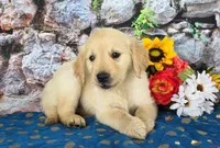 Kevin, a male Golden Retriever for sale in Spencerville, IN – Photo 1 of 4