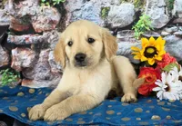 Kevin, a male Golden Retriever for sale in Spencerville, IN – Photo 3 of 4