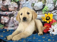 Kevin, a male Golden Retriever for sale in Spencerville, IN – Photo 2 of 4