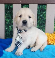Joey, a female Golden Retriever for sale in Spencerville, IN – Photo 1 of 4
