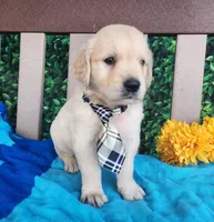 Joey, a female Golden Retriever for sale in Spencerville, IN – Photo 4 of 4