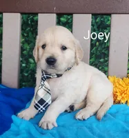 Joey, a female Golden Retriever for sale in Spencerville, IN – Photo 2 of 4