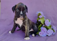 Millie, a female Boxer for sale in Spencerville, IN – Photo 4 of 4