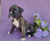 Millie, a female Boxer for sale in Spencerville, IN – Photo 3 of 4