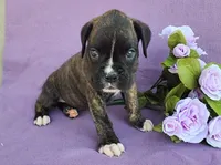 Millie, a female Boxer for sale in Spencerville, IN – Photo 1 of 4