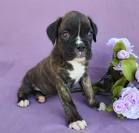 Millie, a female Boxer for sale in Spencerville, IN – Photo 2 of 4