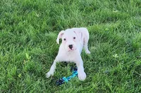 Kay, a female Boxer for sale in Spencerville, IN – Photo 1 of 2