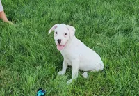 Kay, a female Boxer for sale in Spencerville, IN – Photo 2 of 2