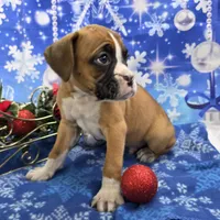 Kenny, a male Boxer for sale in Spencerville, IN – Photo 3 of 4