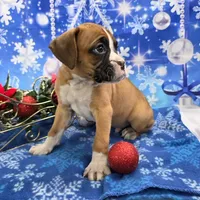 Kenny, a male Boxer for sale in Spencerville, IN – Photo 2 of 4