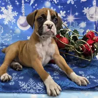 Kenny, a male Boxer for sale in Spencerville, IN – Photo 4 of 4
