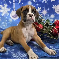 Kenny, a male Boxer for sale in Spencerville, IN – Photo 1 of 4