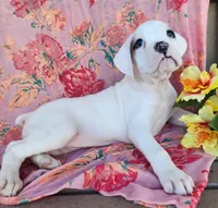 Lilac, a female Boxer for sale in Spencerville, IN – Photo 4 of 4