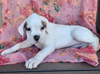 Lilac, a female Boxer for sale in Spencerville, IN – Photo 2 of 4