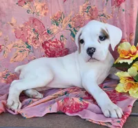 Lilac, a female Boxer for sale in Spencerville, IN – Photo 1 of 4