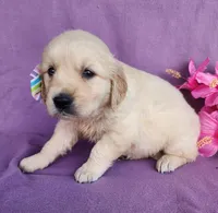 Jasmine, a male Golden Retriever for sale in Spencerville, IN – Photo 4 of 4