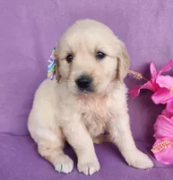 Jasmine, a male Golden Retriever for sale in Spencerville, IN – Photo 2 of 4