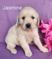 Jasmine, a male Golden Retriever for sale in Spencerville, IN – Photo 3 of 4