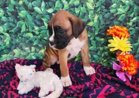 Elaine, a female Boxer for sale in Spencerville, IN – Photo 3 of 5