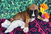Elaine, a female Boxer for sale in Spencerville, IN – Photo 1 of 5
