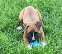 Elaine, a female Boxer for sale in Spencerville, IN – Photo 4 of 5