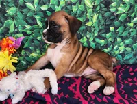 Elaine, a female Boxer for sale in Spencerville, IN – Photo 2 of 5