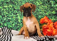 Macy, a female Boxer for sale in Spencerville, IN – Photo 3 of 4