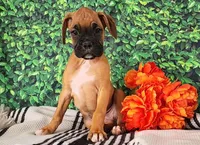 Macy, a female Boxer for sale in Spencerville, IN – Photo 2 of 4