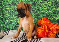 Macy, a female Boxer for sale in Spencerville, IN – Photo 4 of 4