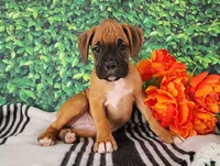 Macy, a female Boxer for sale in Spencerville, IN – Photo 1 of 4