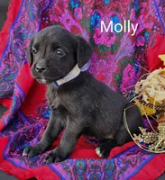 Molly, a female Boxer for sale in Spencerville, IN – Photo 3 of 4