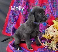 Molly, a female Boxer for sale in Spencerville, IN – Photo 2 of 4