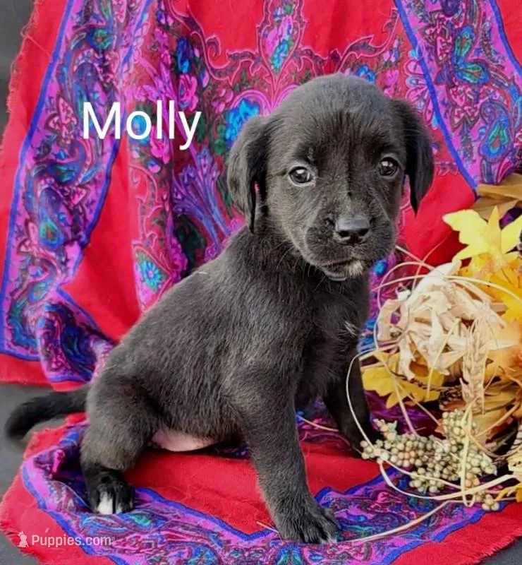 Molly