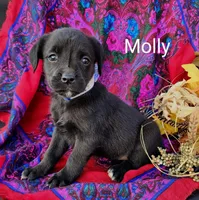 Molly, a female Boxer for sale in Spencerville, IN – Photo 4 of 4
