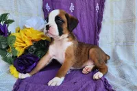 Madeline, a female Boxer for sale in Spencerville, IN – Photo 4 of 4