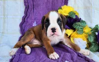 Madeline, a female Boxer for sale in Spencerville, IN – Photo 2 of 4