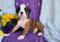 Madeline, a female Boxer for sale in Spencerville, IN – Photo 1 of 4