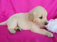 Bonnie, a female Golden Retriever for sale in Spencerville, IN – Photo 4 of 4