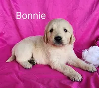 Bonnie, a female Golden Retriever for sale in Spencerville, IN – Photo 2 of 4