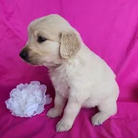 Bonnie, a female Golden Retriever for sale in Spencerville, IN – Photo 3 of 4